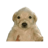 Perro Dinero