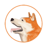 Hachi