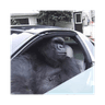 Gorilla In A Coupe
