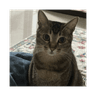 Yaoyao's Cat