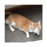 Waffles Davincij15's Cat