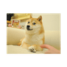 The Doge NFT