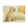 Feisty Doge NFT