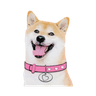 DogeGF