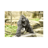 Harambe